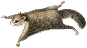 Flying squirrel