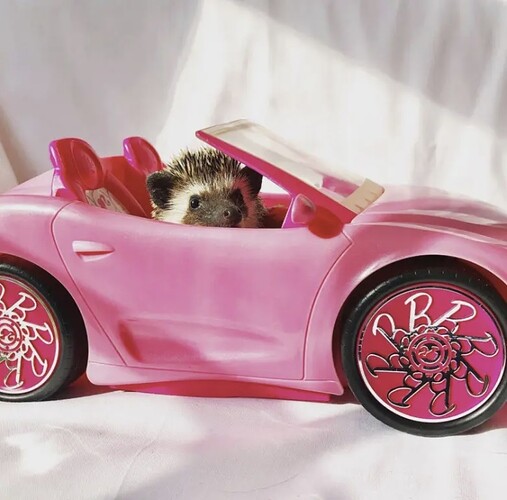 Dude hedgehog in pink car