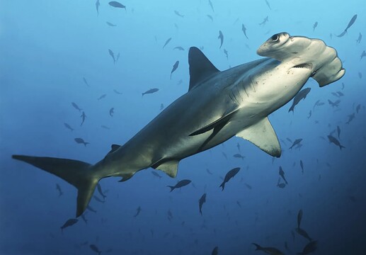 Hammerhead shark