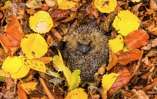 Hedgehog hibernating