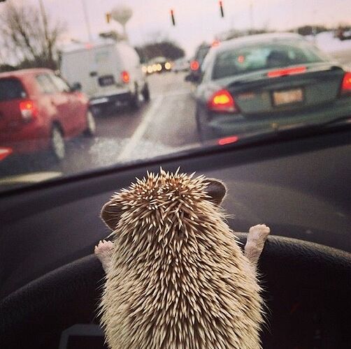 Hedgehog in traffic jam