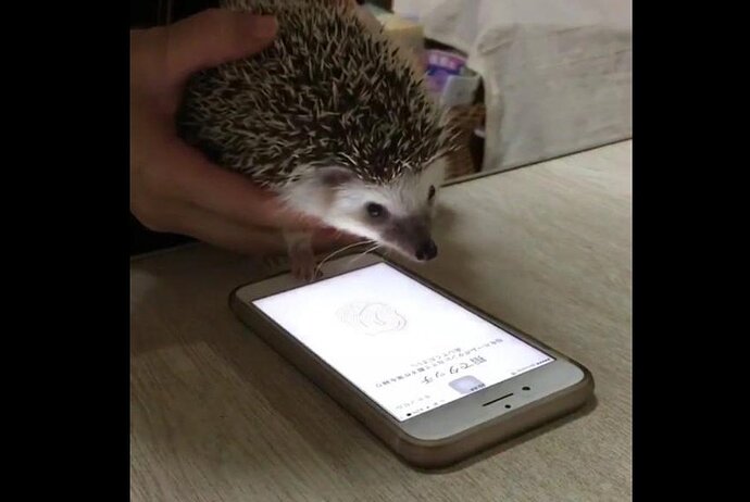 Japanese-womans-pet-hedgehog-unlocks-iPhone-with-Touch-ID