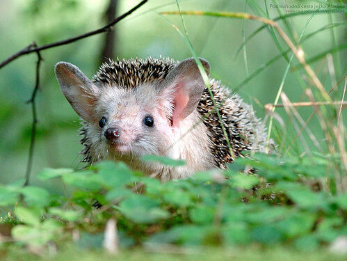 Hedgehog big ears