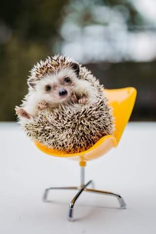 Hedgehog psychologist