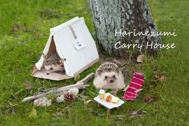 Harinezumi hedgehog carry house