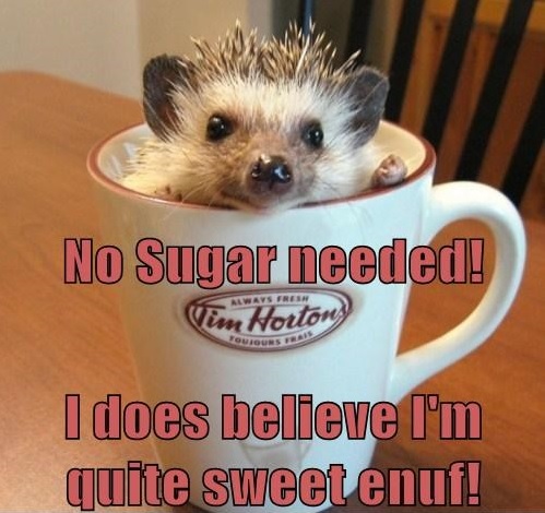 No sugar hedgehog