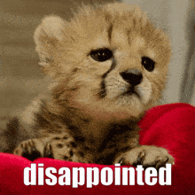 Sad cheetah baby